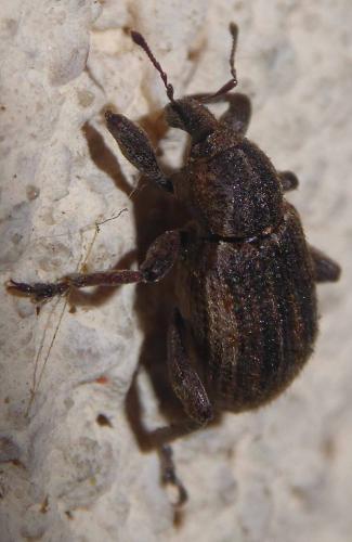 Réf. 270 466 : Brachypera zoilus